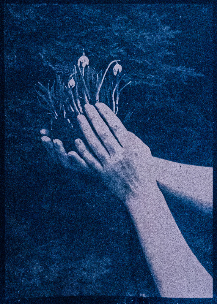 Hope, Cyanotypie von Tina Wagner